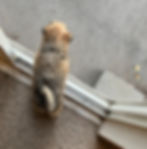 Puppy Starter Lesson 30min