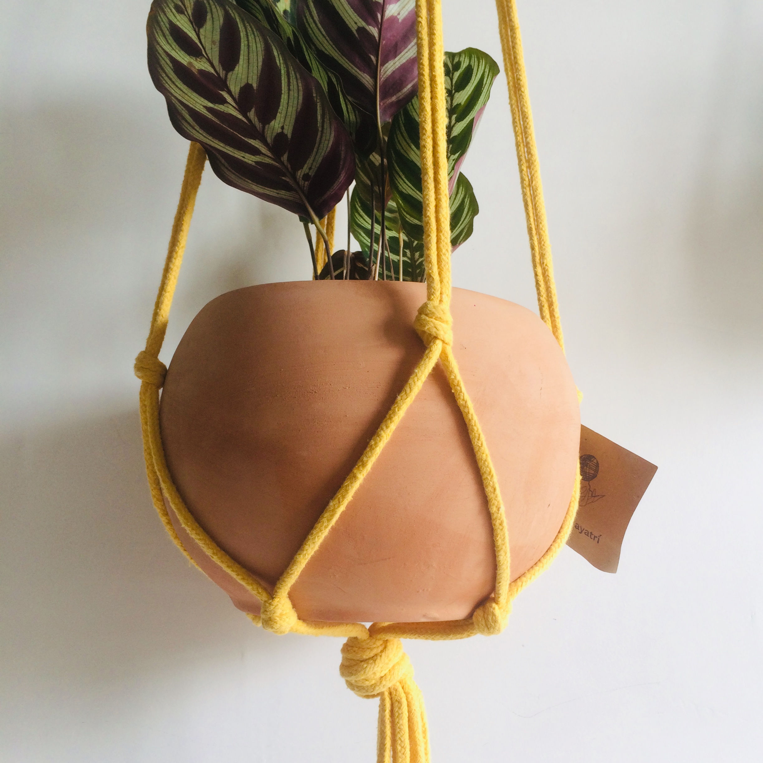 Jook'  (Nudo) Mediano