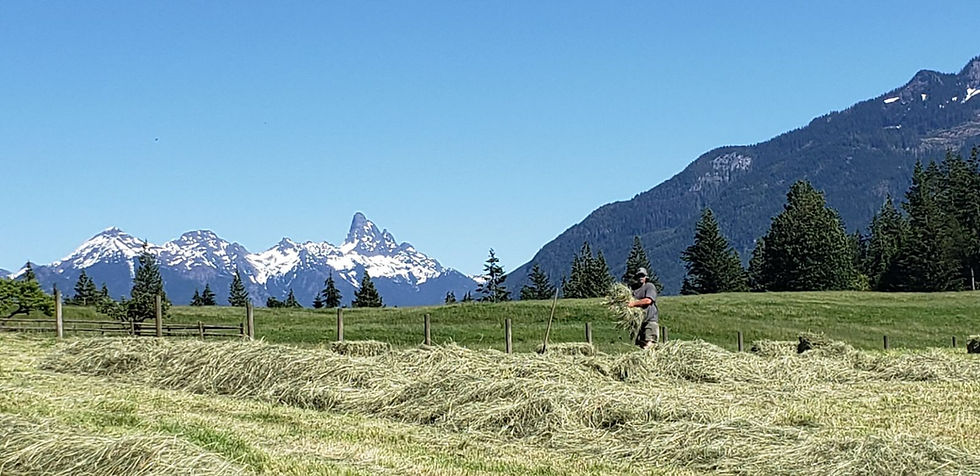 Haying - first cut