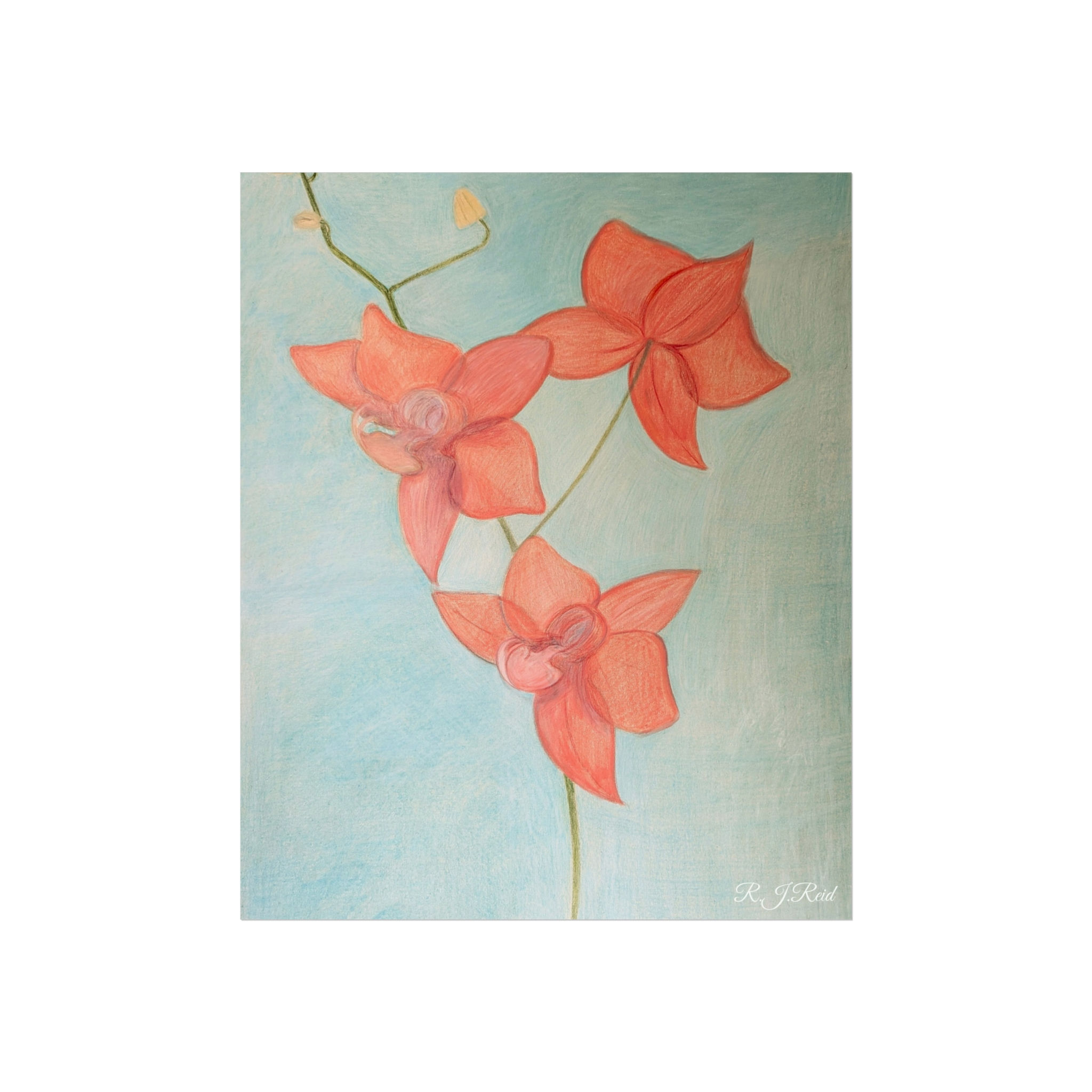 Orchid In Bloom, Fine Art Print