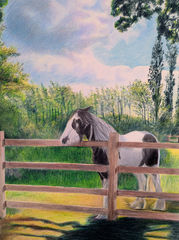Horse In A Sunlit Meadow