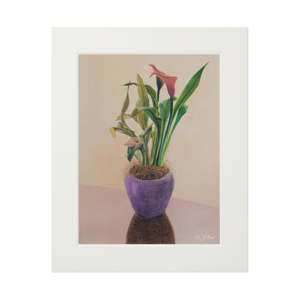 Thumbnail: Calla Lily in Spring, Botanical Fine Art Print with Passepartout 