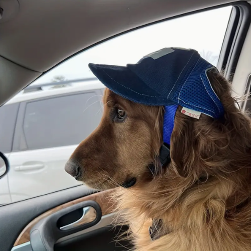Miniatura: Gorra de Béisbol para Perros