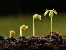 change, cambios, realidad, cambios reales, plants, growth, actitud