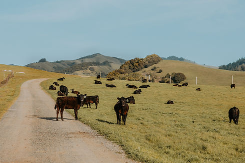 Cowtrackranch.jpg