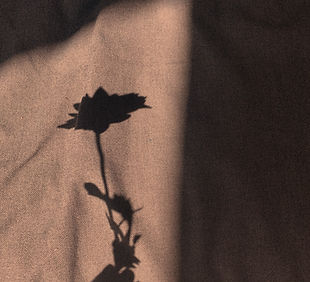 sepia toned image of a shadow of a flower against a cloth background
