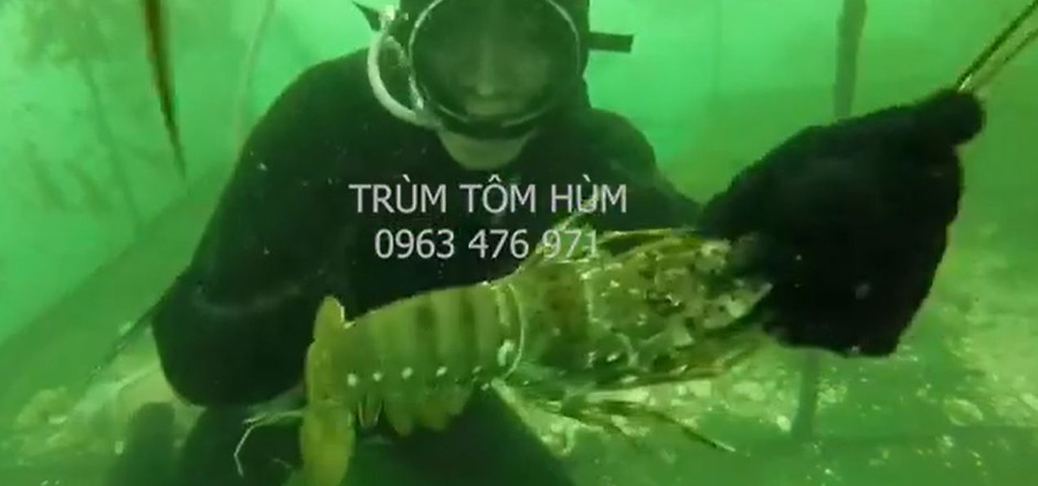 Trí-tôm-hùm-1.jpg