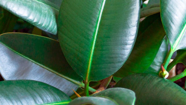 Rubber Plant