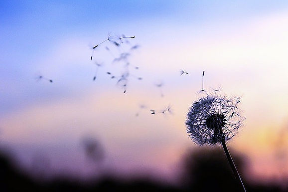dandelion-2561575_640_edited_edited.jpg