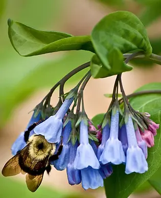 Mertensia_virginica_with_bee_AdobeStock_327464070_540x.jpg.webp
