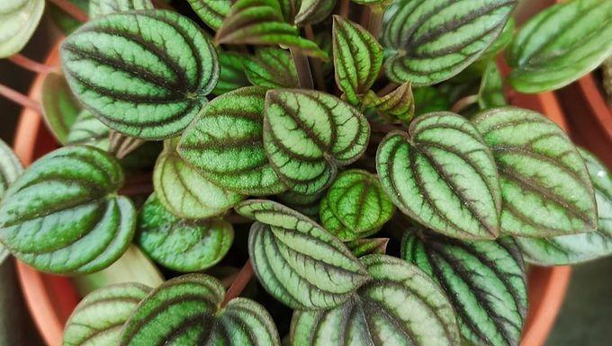 Peperomia
