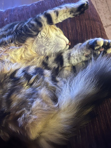 Roxy sleeping