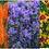 Thumbnail: Perennials #10: Nigella