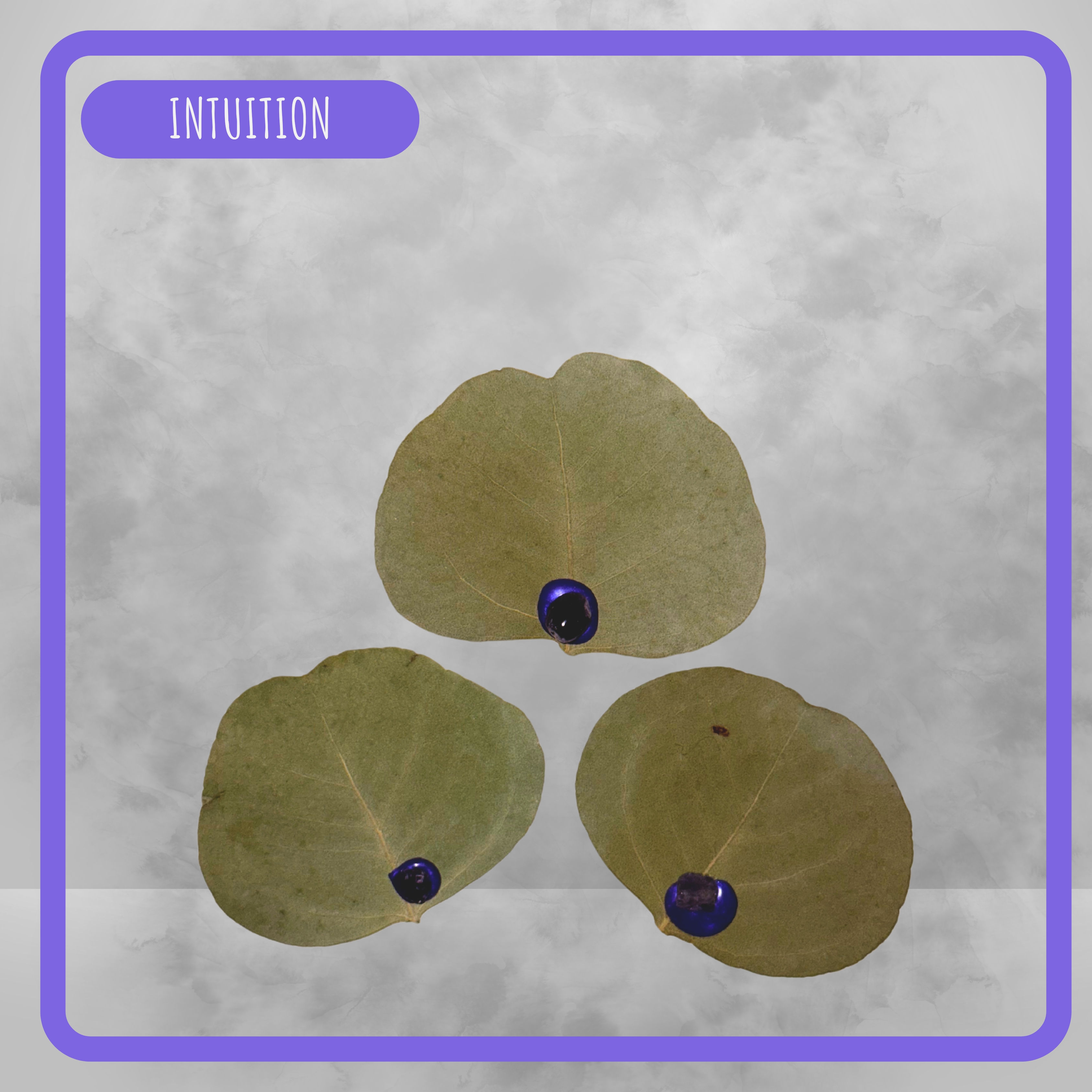 Purple Prayer Leaves