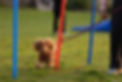 1U8A3792-2 kopiera_edited.jpg