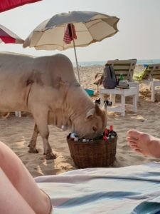 Koe op het strand