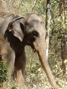 Wildlife Munnar