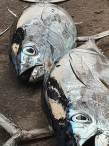 Vissen, vers uit het water