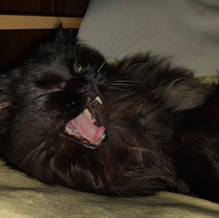 "UN GATTO NON DORMIREBBE MAI SU UN LIBRO MEDIOCRE" - H. WEISS