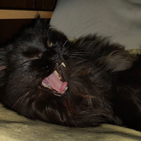 "UN GATTO NON DORMIREBBE MAI SU UN LIBRO MEDIOCRE" - H. WEISS