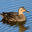 Writer: Feed Ducks