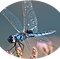 Logo Hilde helder.png