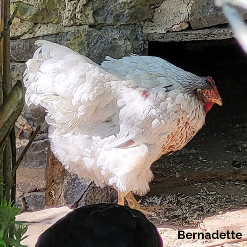 Bernadette