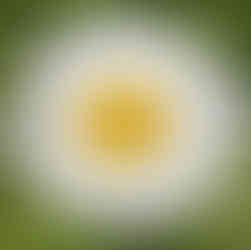 Margeriten, die Königinnen der Wiesenblumen