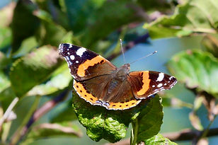 Schmetterlinge, Admiral