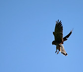 Raubvogel