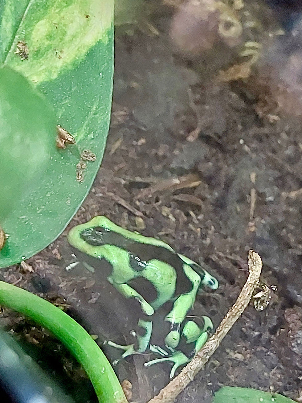 Kleiner Frosch, dafür giftig