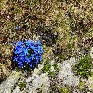 Alpenblumen auf dem Stilfser Joch