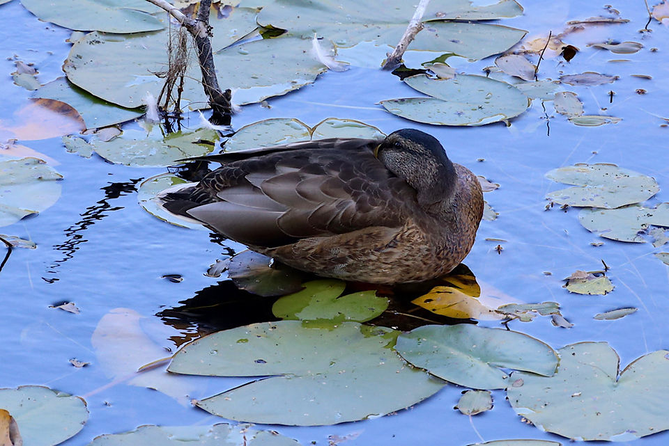Einer lief über das Wasser - sie schläft auf einer Seerose