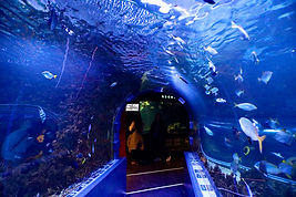 Der Fischtunnel