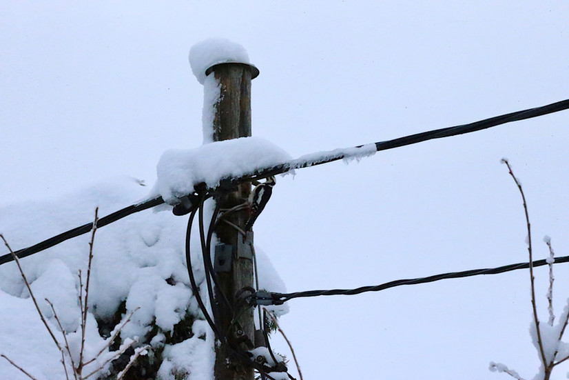 Der Specht an der Arbeit