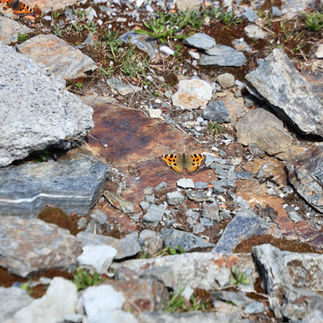 Für mich ein "Alpenschmetterling"