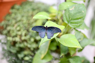 Schmetterling