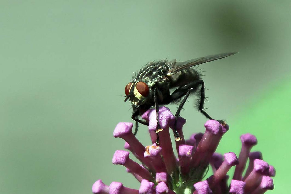 Auch Fliegen haben Hunger