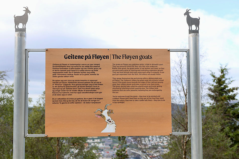 Die Fløyen-Geissen