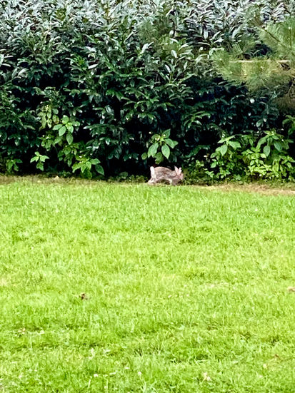 Der Hase mit dem iPhone fotografiert  ist erkennbar