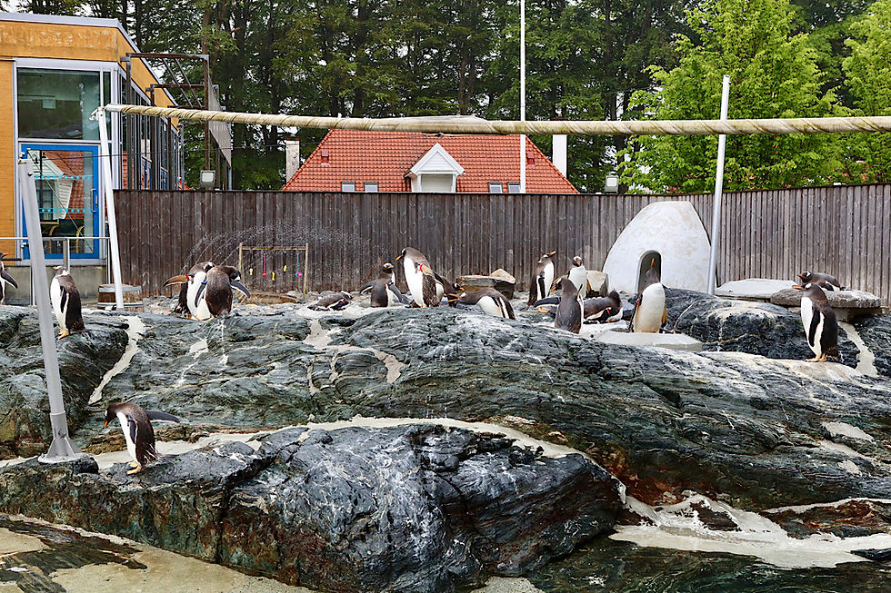 Der Pinguinfelsen