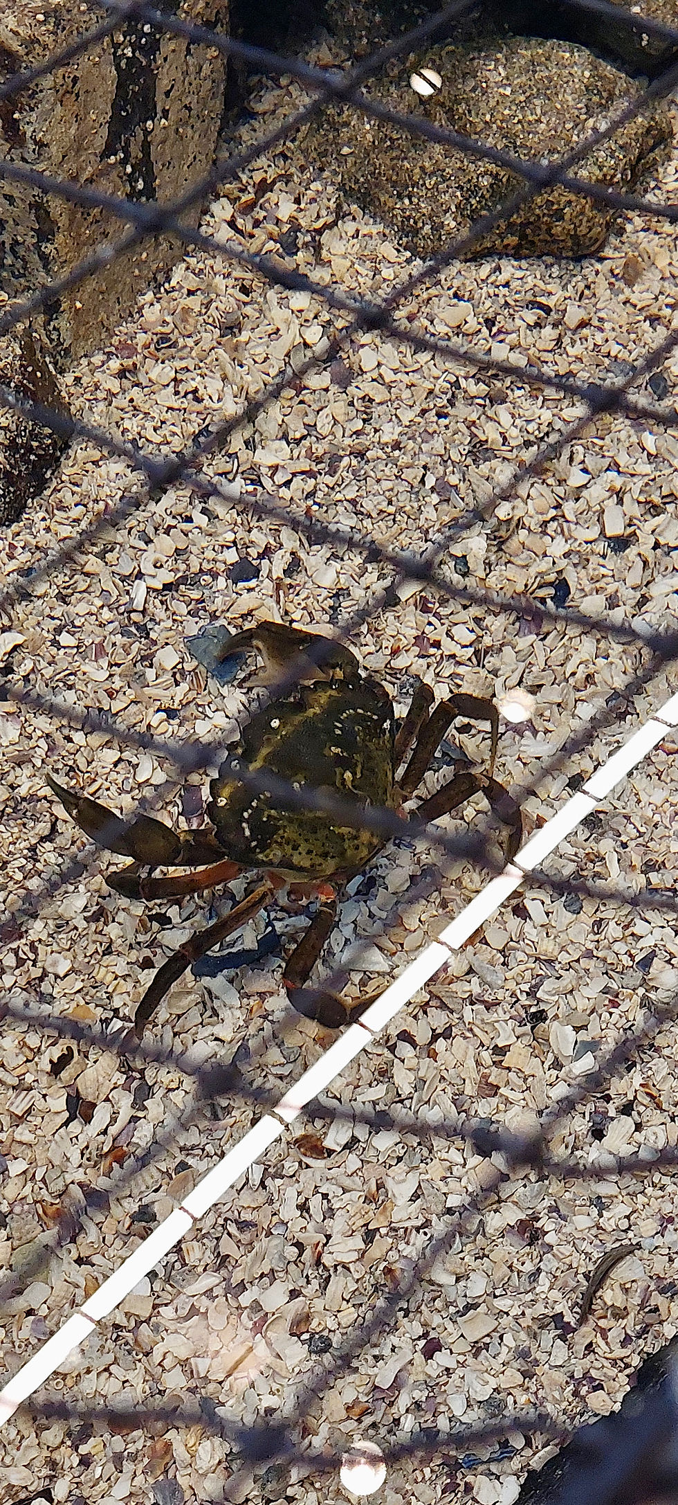 Wenn Krabben krabbeln