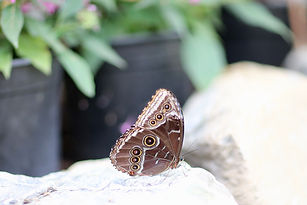 Schmetterling