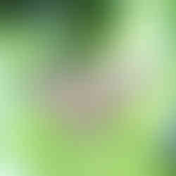 Hunawihr, Jardin des Papillons