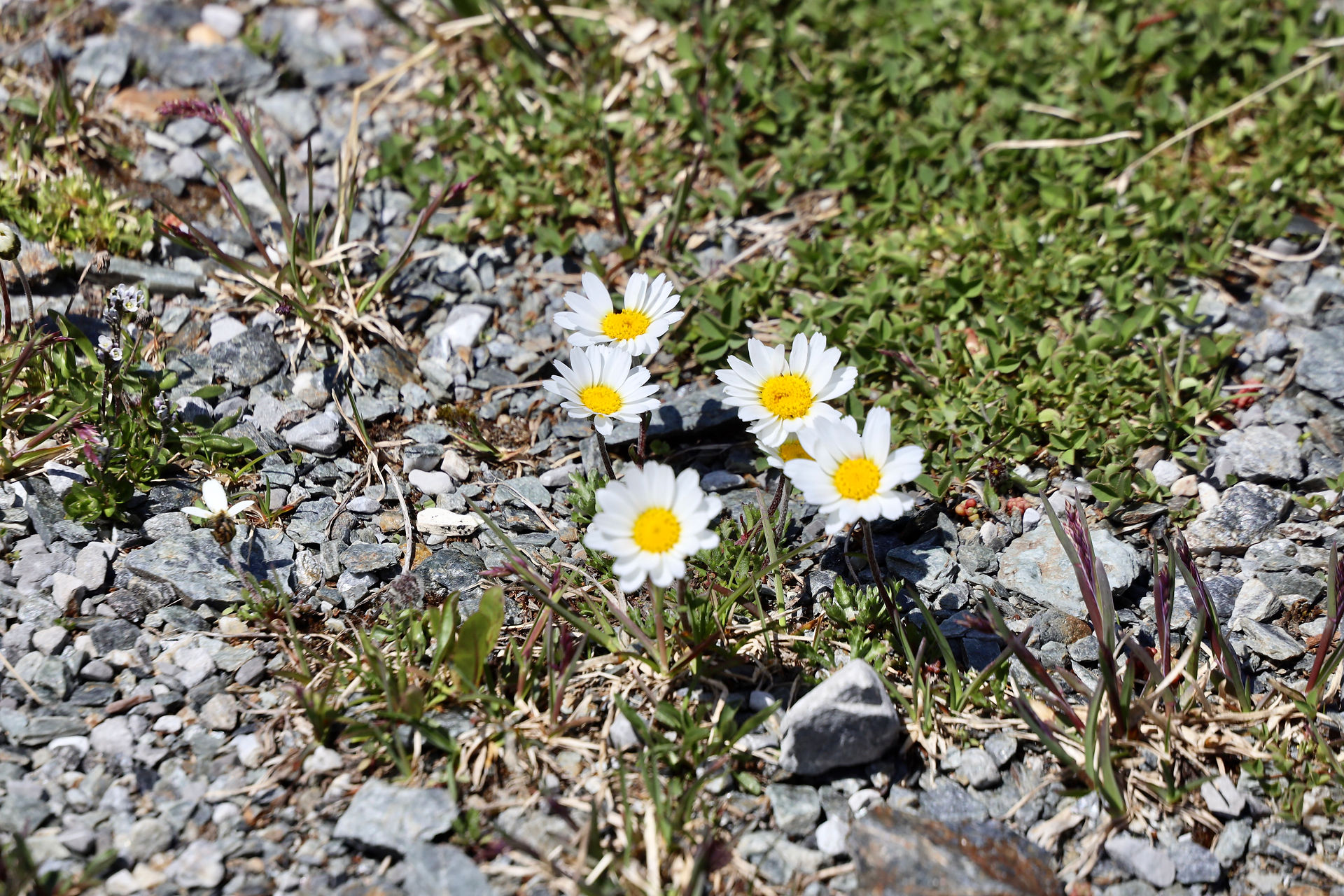 Wunderschön was die Natur auf dieser Höhe zu bieten hat