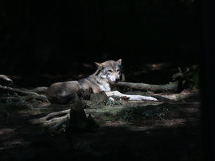 Wildpark in Feldkirch