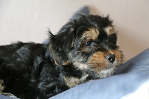 Jonte 8 Wochen