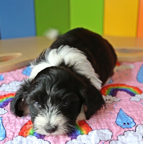 Snoopy 6 Wochen