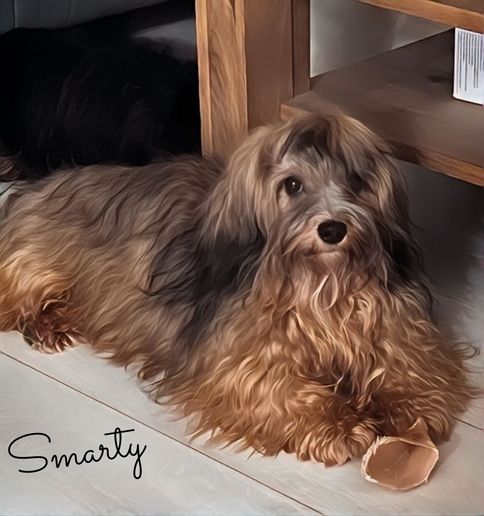 Smarty 12 Monate