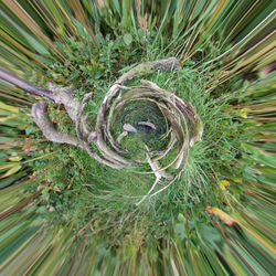 Flown the Nest